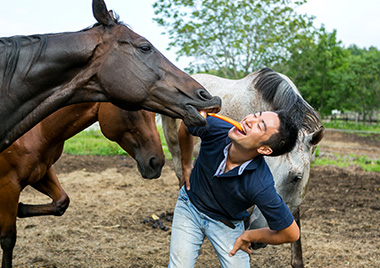 ジオファーム八幡平の代表・船橋慶延さんは、引退した競走馬を引き取り、育てている。馬術競技や体験乗馬に対応できるよう調教している。